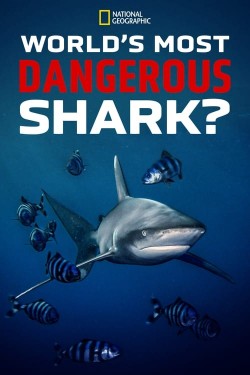 World’s Most Dangerous Shark?